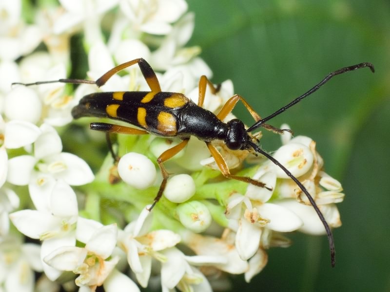 Strangalia attenuata (Linnaeus, 1758)